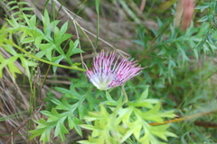 Grevillea acanthifolia