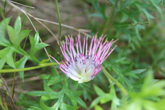 Grevillea acanthifolia