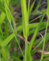 Urochloa eminii