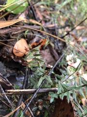 Acrotriche prostrata