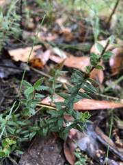 Acrotriche prostrata