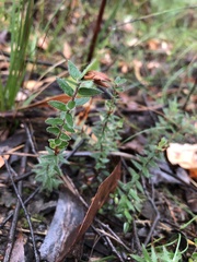 Acrotriche prostrata