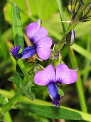 Polygala producta image