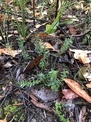 Acrotriche prostrata