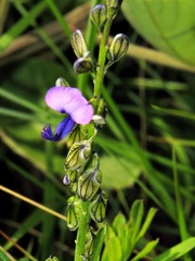 Polygala producta image