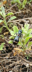 Myrmophyma
