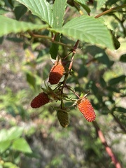 Rubus fraxinifolius