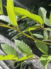 Rubus fraxinifolius