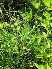 Polygala producta image