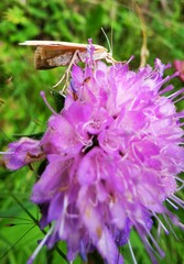 Calamotropha paludella