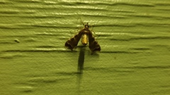 Leucinodes cordalis