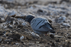 Columba rupestris