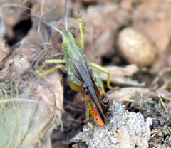 Chorthippus apicalis