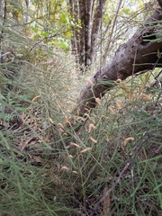 Lycopodium deuterodensum