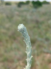 Helichrysum callicomum