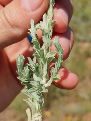 Helichrysum callicomum