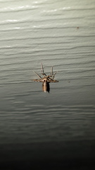 Leucinodes cordalis