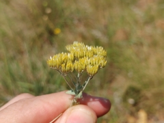 Helichrysum callicomum