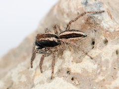 Phlegra andreevae