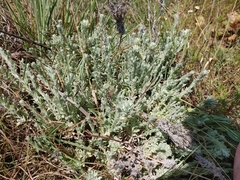 Helichrysum callicomum