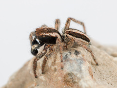 Phlegra andreevae