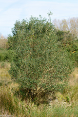 Phillyrea latifolia