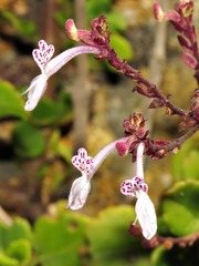 Aeollanthus parvifolius image