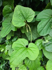 Aristolochia pothieri