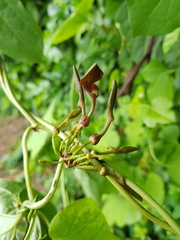 Aristolochia pothieri