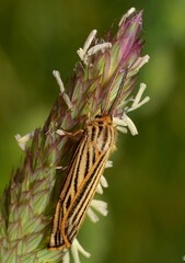 Spiris striata