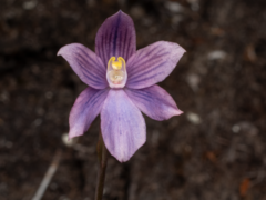 Thelymitra cyanea