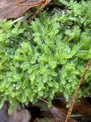 Lophocolea semiteres