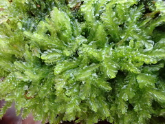 Lophocolea semiteres