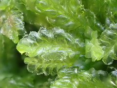 Lophocolea semiteres