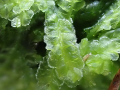 Lophocolea semiteres