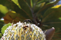 Hylaeus alcyoneus