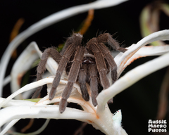 Selenocosmiinae
