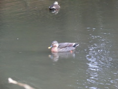 Anas platyrhynchos × zonorhyncha