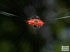 Gasteracantha quadrispinosa