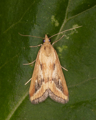 Achyra massalis