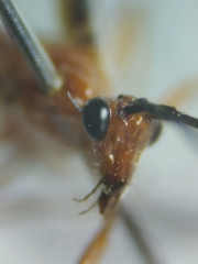 Cremnops nigrosternum
