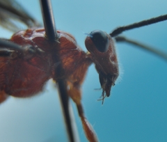 Cremnops nigrosternum