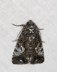 Aedia leucomelas