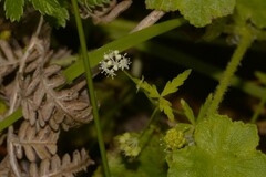 Hydrocotyle geraniifolia