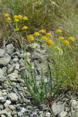 Bupleurum ranunculoides