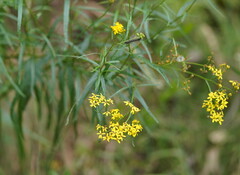 Senecio linearifolius