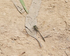 Austrogomphus guerini