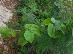 Aristolochia pothieri