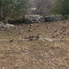 Pterorhinus albogularis