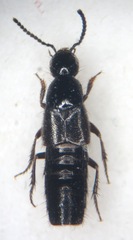 Philonthus concinnus